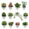 Assorted Micro Potted Succulent, 1pc. by Ashland®